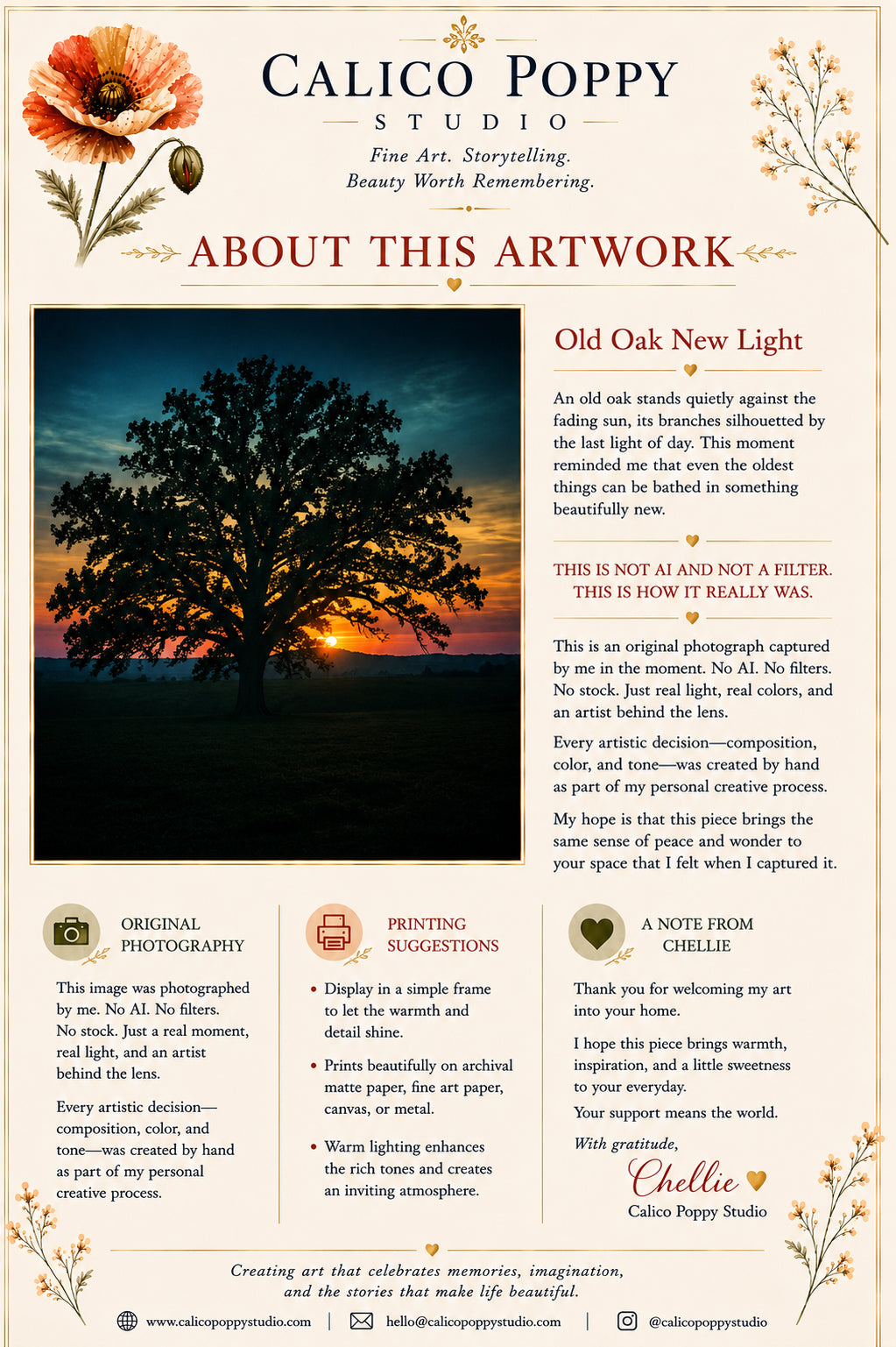 Old Oak New Light | Majestic Oak Tree Sunset Photography | Fine Art Nature Wall Art | Original Landscape Digital Download