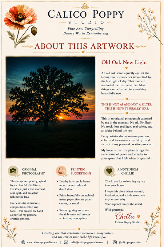 Old Oak New Light | Majestic Oak Tree Sunset Photography | Fine Art Nature Wall Art | Original Landscape Digital Download