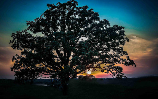 Old Oak New Light | Majestic Oak Tree Sunset Photography | Fine Art Nature Wall Art | Original Landscape Digital Download
