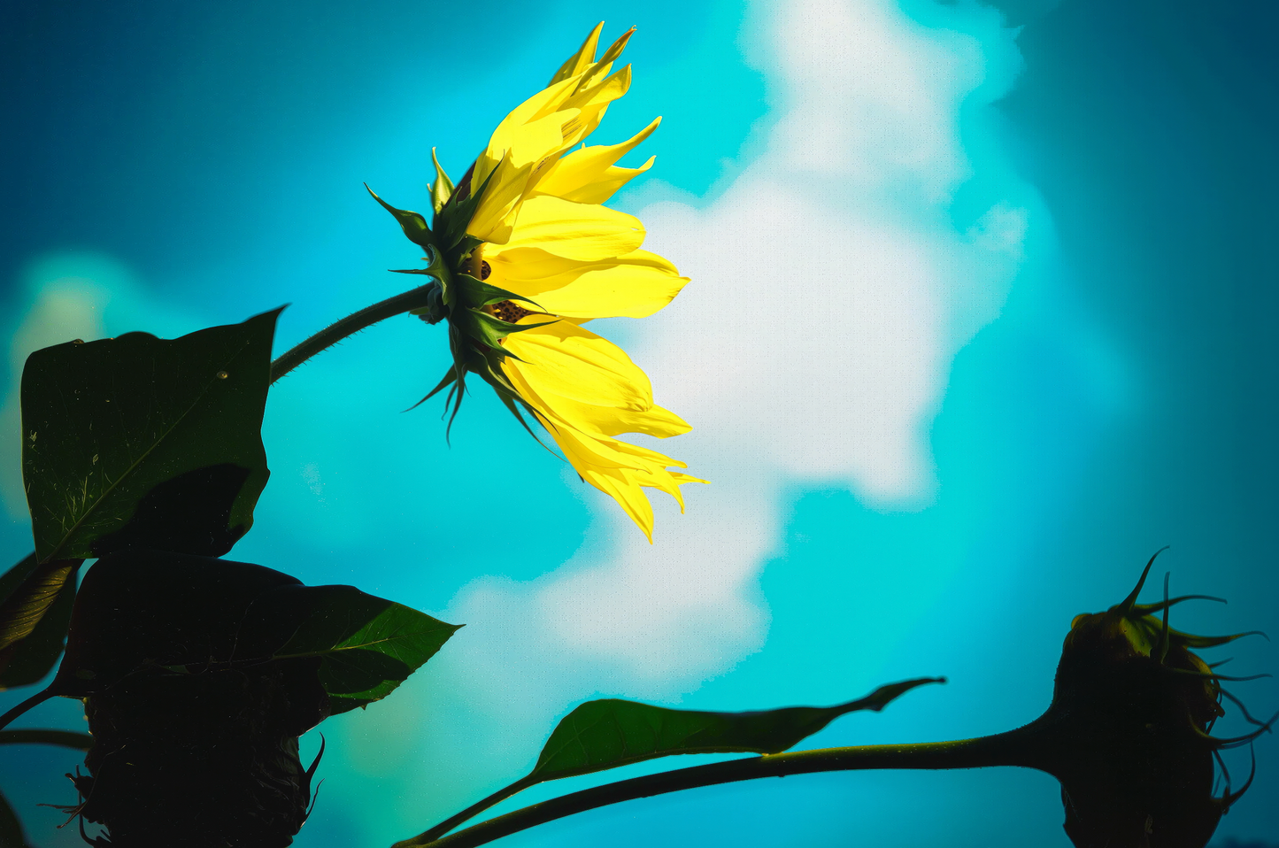 Facing the Light – Sunflower Fine Art Photography Print | Bold Botanical Wall Art | Original Handcrafted Nature Photography