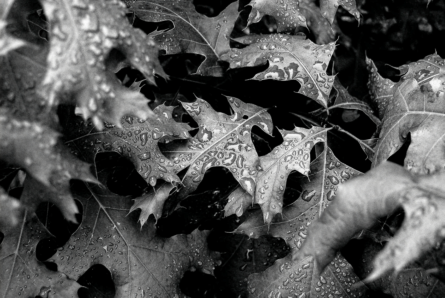 It Always Rains | Black & White Rain Photography | Moody Nature Wall Art | Fine Art Botanical Digital Download