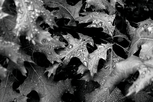 It Always Rains | Black & White Rain Photography | Moody Nature Wall Art | Fine Art Botanical Digital Download