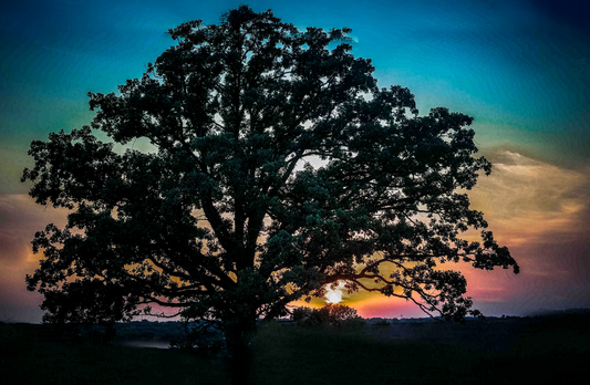 Old Oak New Light | Majestic Oak Tree Sunset Photography | Fine Art Nature Wall Art | Original Landscape Digital Download