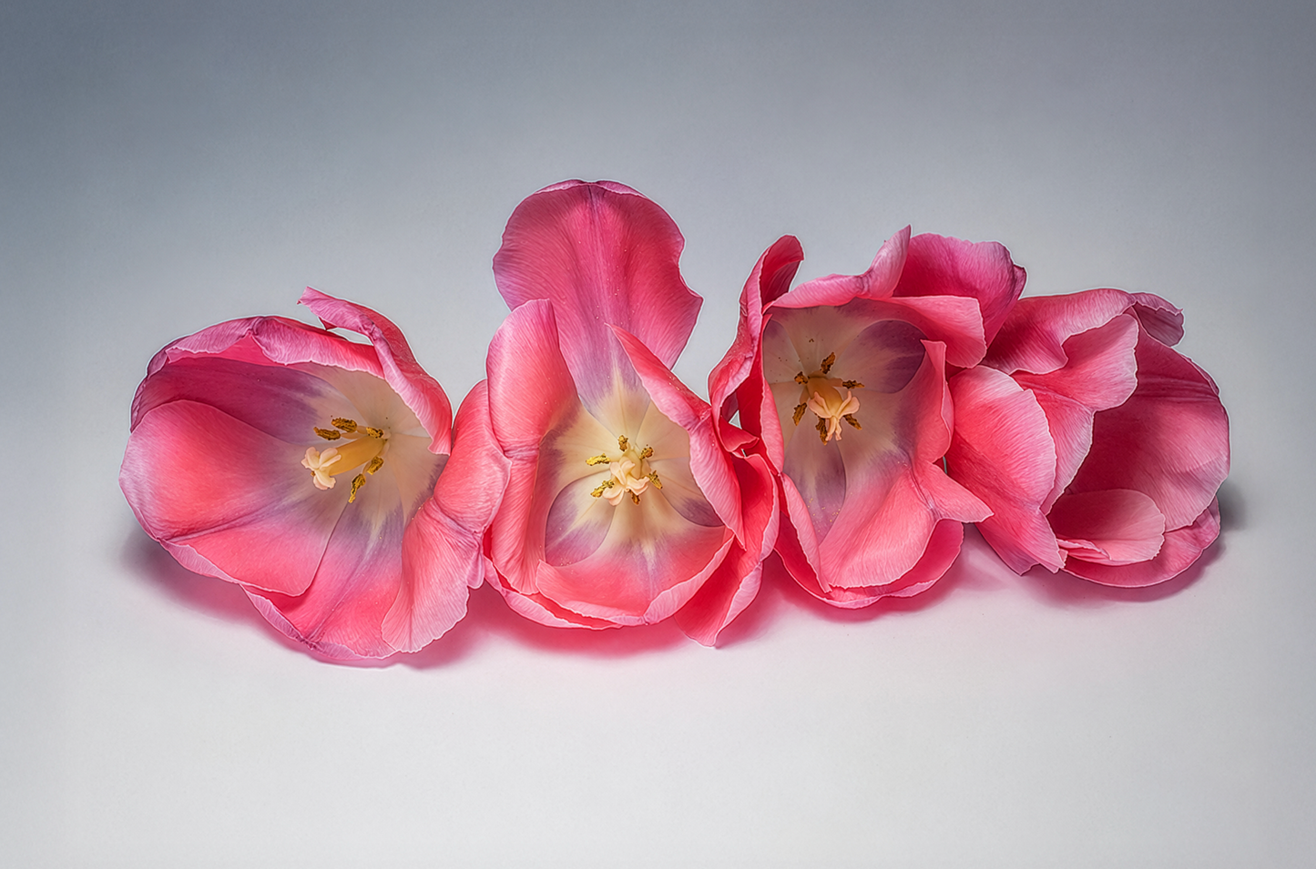 Open Hearts | Pink Tulip Fine Art Photography | Botanical Floral Wall Art | Original Flower Photography Digital Download