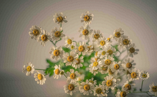 Pinned Up | Daisy Fine Art Photography | Botanical Floral Wall Art | Original Flower Photography Digital Download