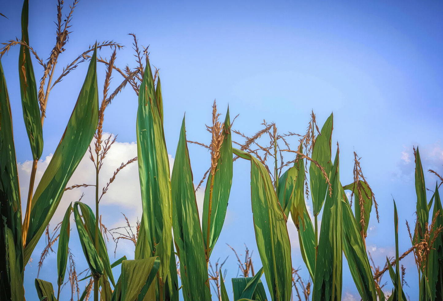 Waiting for Pop – Cornfield Photography, Midwest Farm Landscape Fine Art Print, Rural Blue Sky Wall Art, Country Nature Digital Download